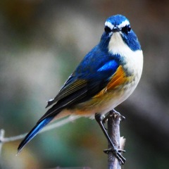 ルリ君 ☆(^^)☆