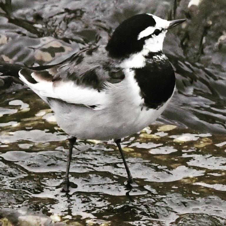 ハクセキレイ (^3^)/