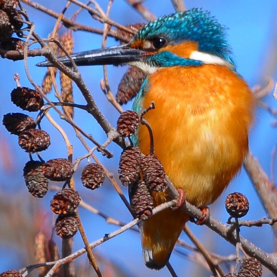 カワセミ (*^▽^*)