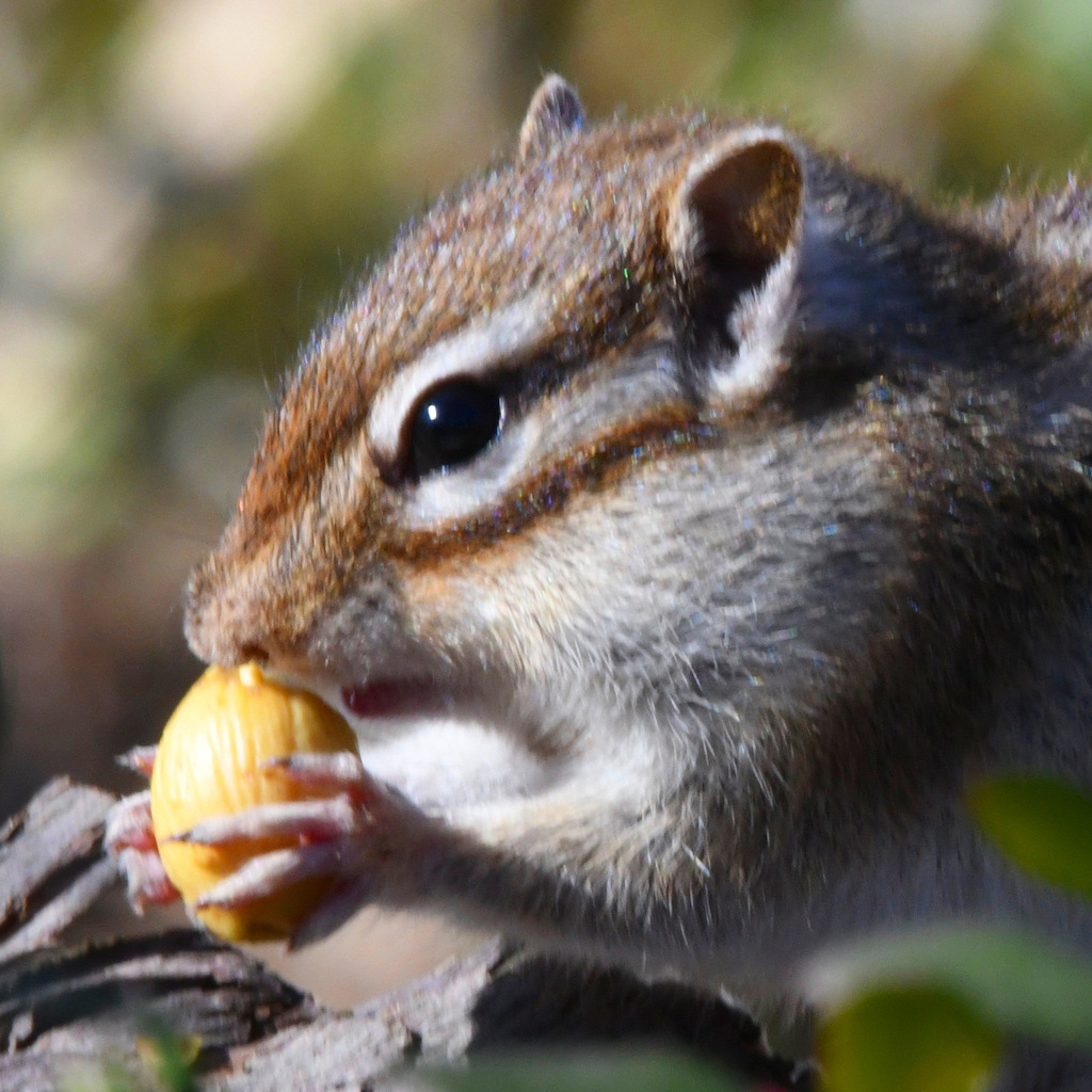 シマリス ( ◠‿◠ )