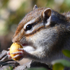 シマリス ( ◠‿◠ )