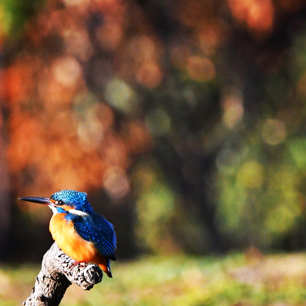 カワセミ (''◇'')ゞ