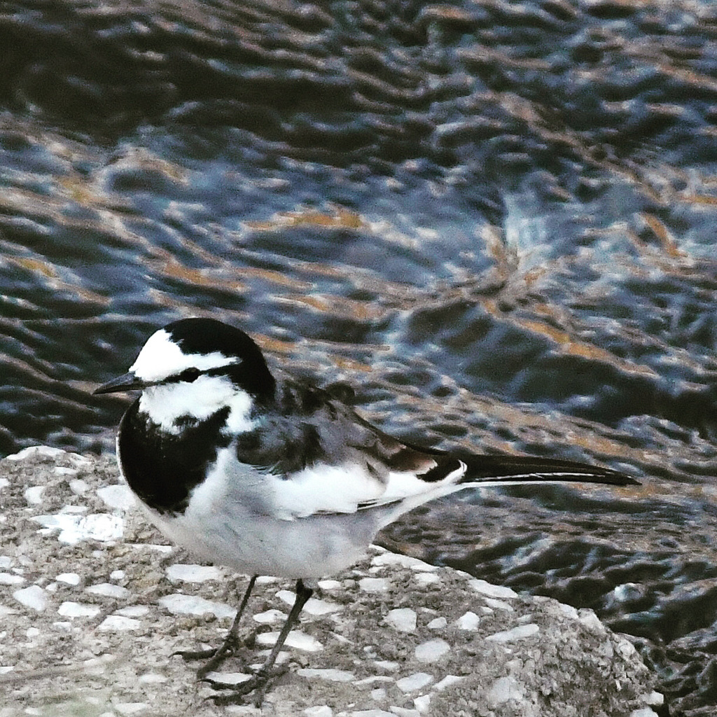 ハクセキレイ (^3^)/