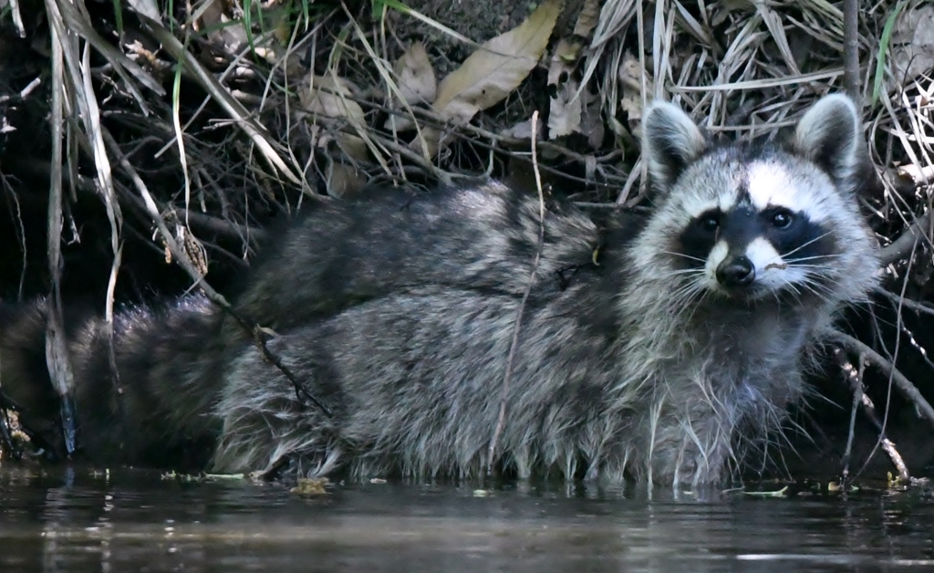 野生のアライグマさん (=^・^=)。