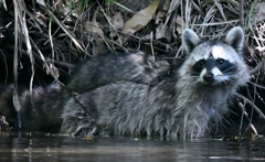 野生のアライグマさん (=^・^=)。