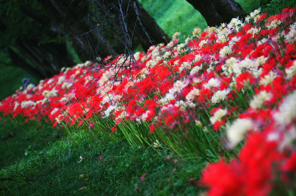 彼岸花の季節 (*^◯^*)。