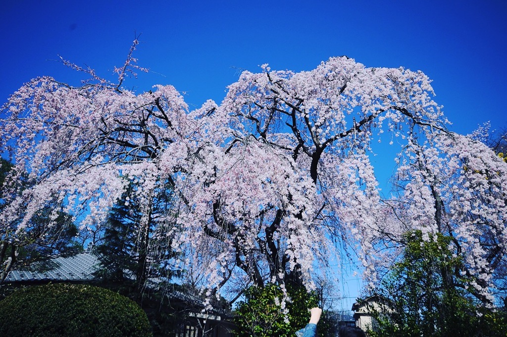 中院 ～ 枝垂れ桜 ～