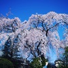 中院 ～ 枝垂れ桜 ～