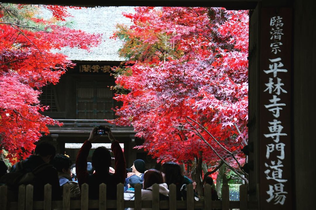 平林寺の紅葉
