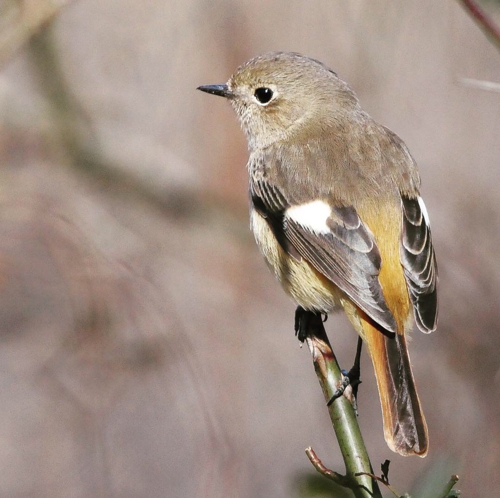 ジョウビタキさん  !(^.^)!