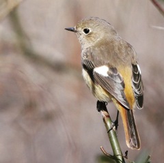 ジョウビタキさん  !(^.^)!