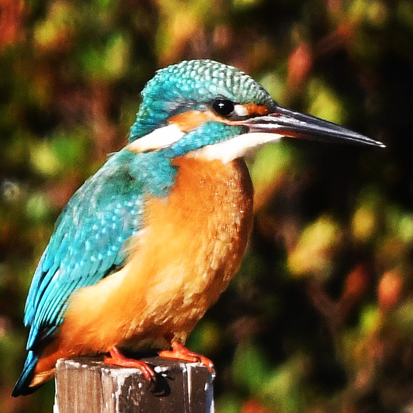 カワセミ (''◇'')ゞ