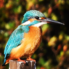 カワセミ (''◇'')ゞ