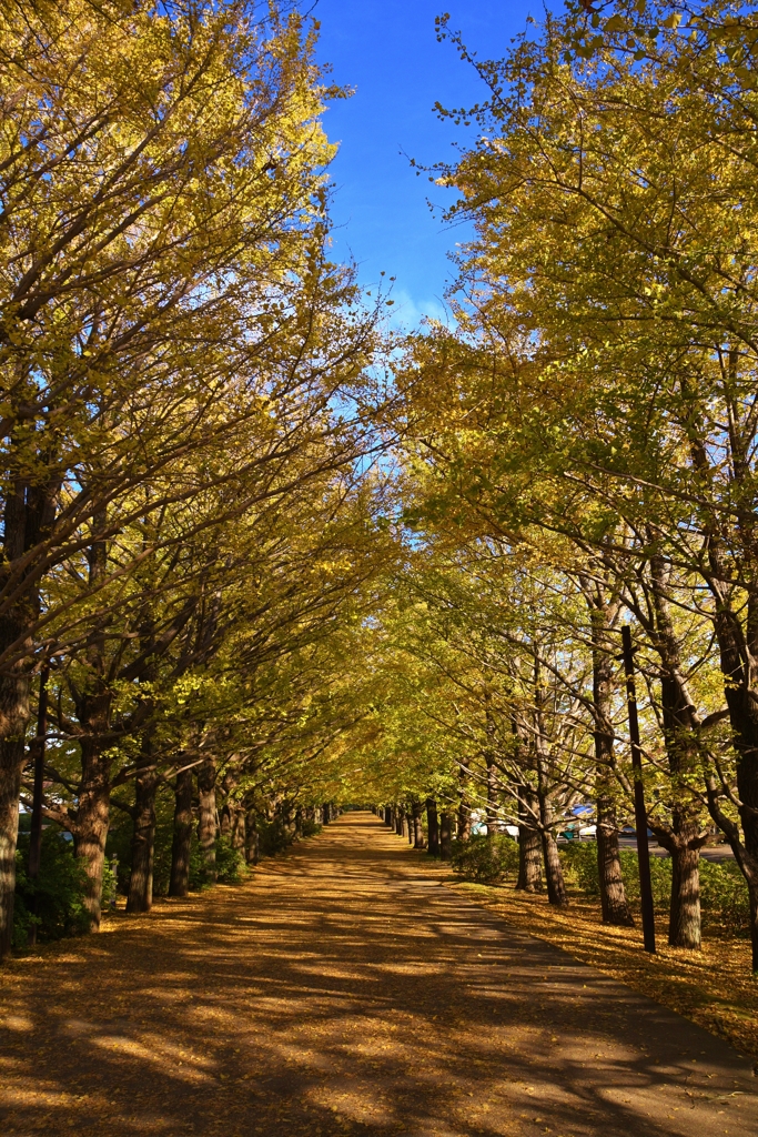 国営昭和記念公園 銀杏