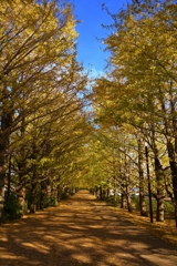 国営昭和記念公園 銀杏