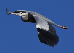 カワセミ待ちに、アオサギさんが友情出演 ～♪。