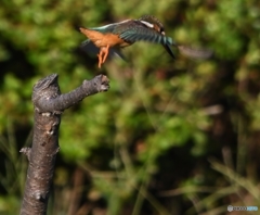 ダイブ編 その③　朝ごはん、みっけ～っ。
