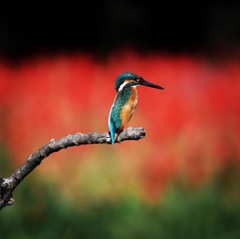 サルビアなカワセミ (o^^o)