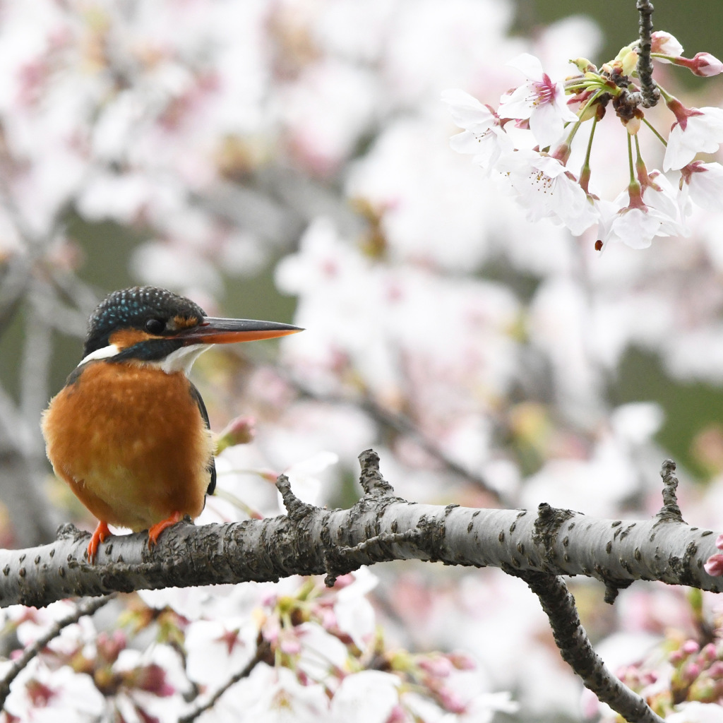 カワセミ + 桜