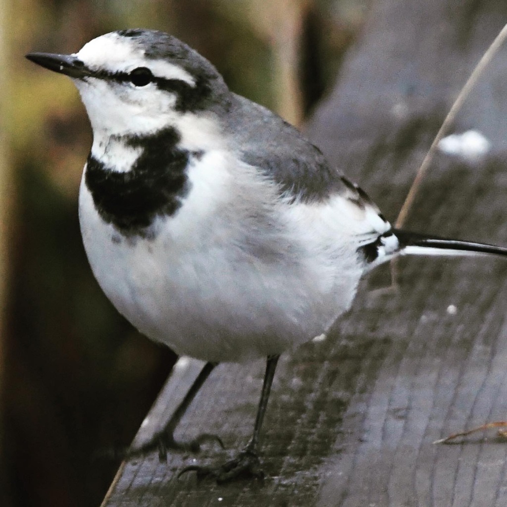 ハクセキレイ (^3^)/