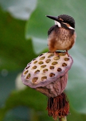 幼鳥 on シャワーヘッド #04