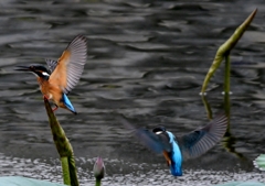 2羽で ～ !(^^)!～ ②