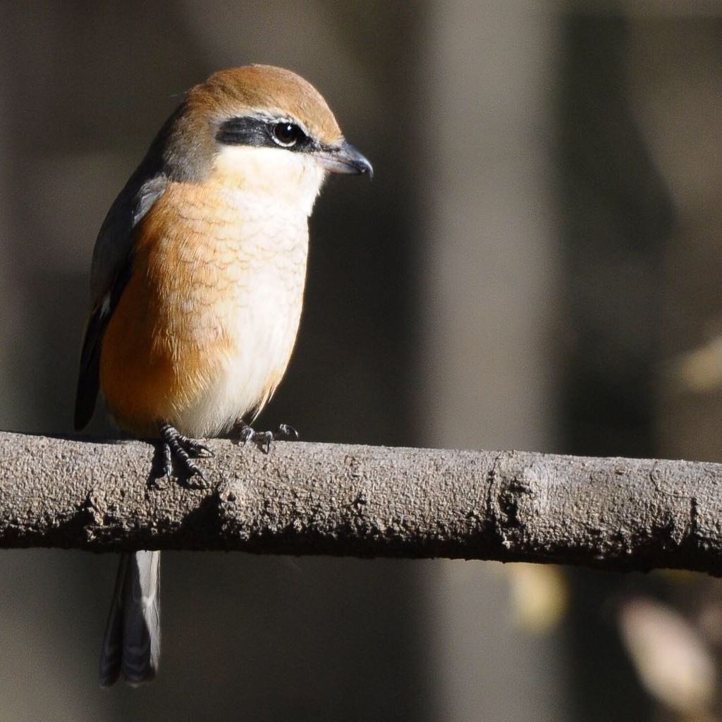 モズさんの日向ぼっこ (^3^)/