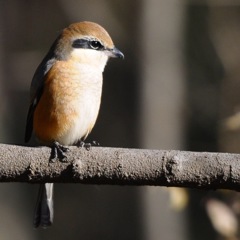 モズさんの日向ぼっこ (^3^)/