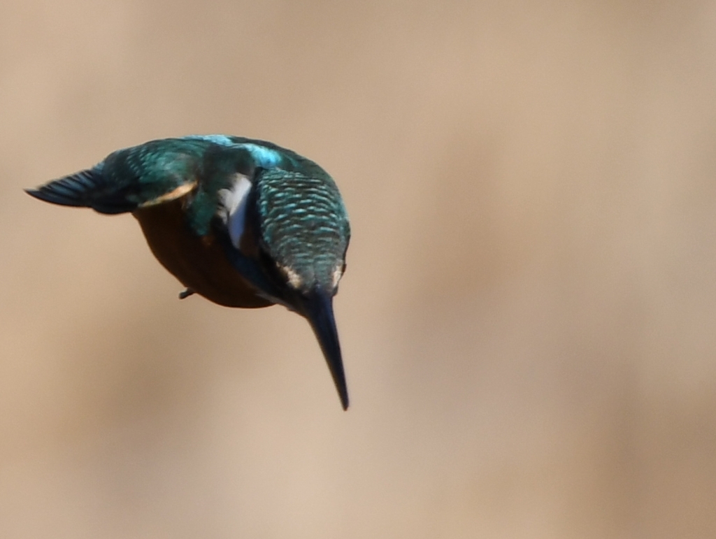 カワセミ、行きます ～♪。
