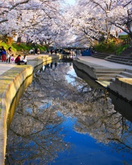 元荒川のさくら並木