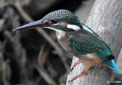 とある小川のおこちゃま ('◇')ゞ。