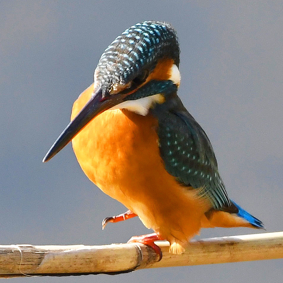 カワセミ (''◇'')ゞ