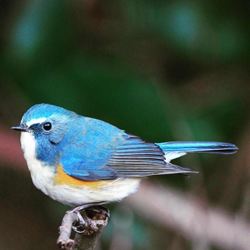 ルリビタキ (=^・^=)