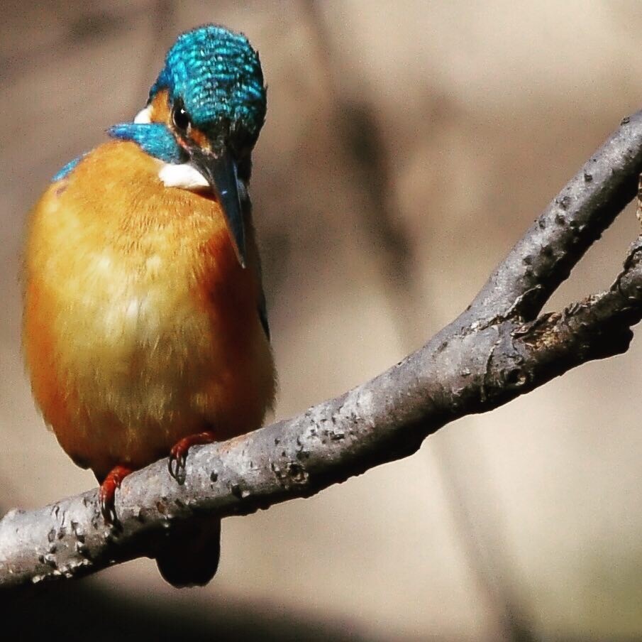 カワセミ (*'▽'*)