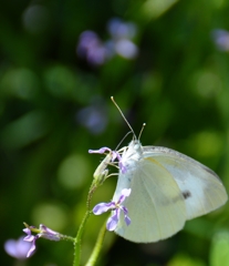 蝶々～♪ ちょうちよ ～♪。。