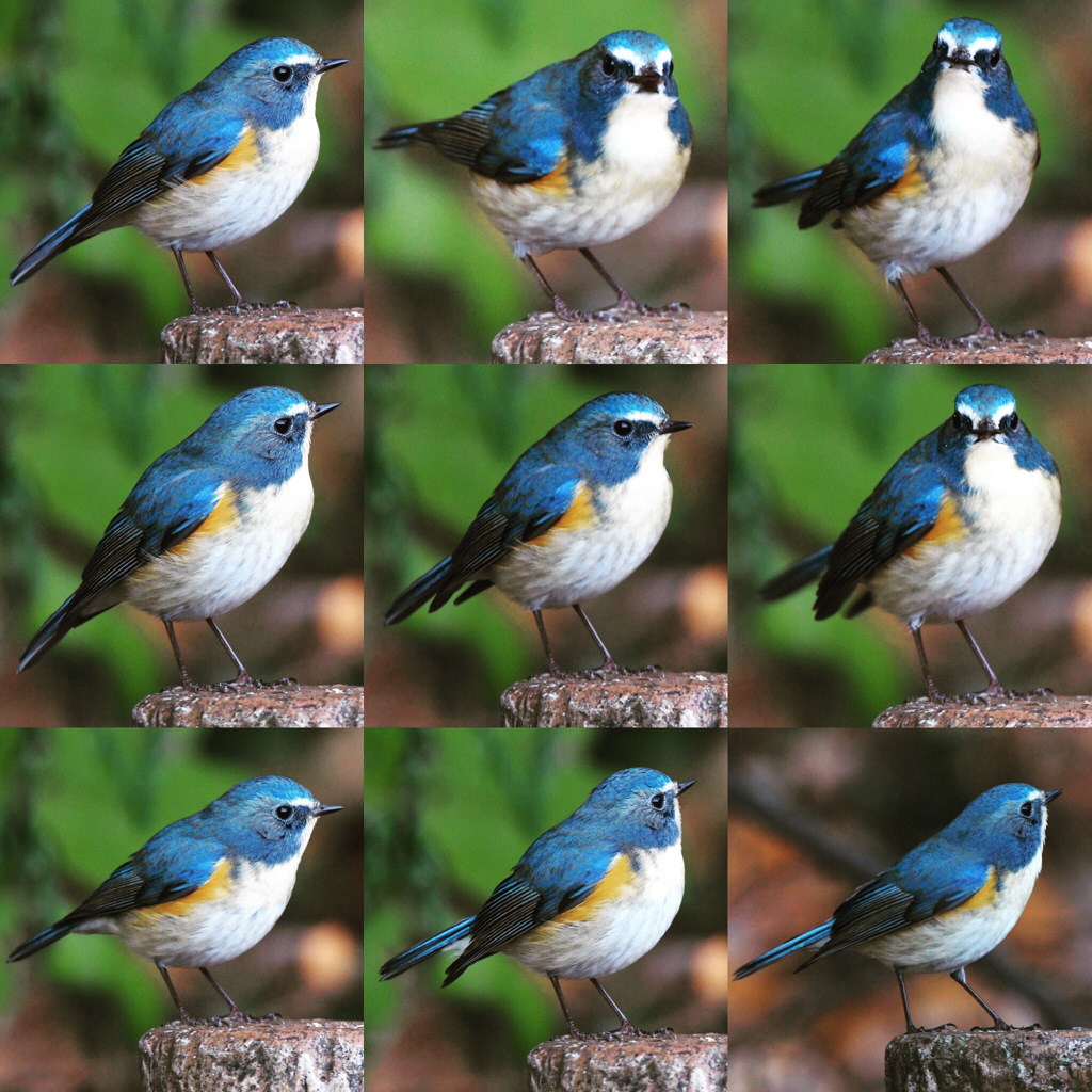 ルリビタキ (^_-)-☆