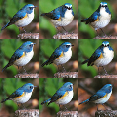 ルリビタキ (^_-)-☆