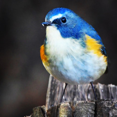 ルリビタキ (^^♪