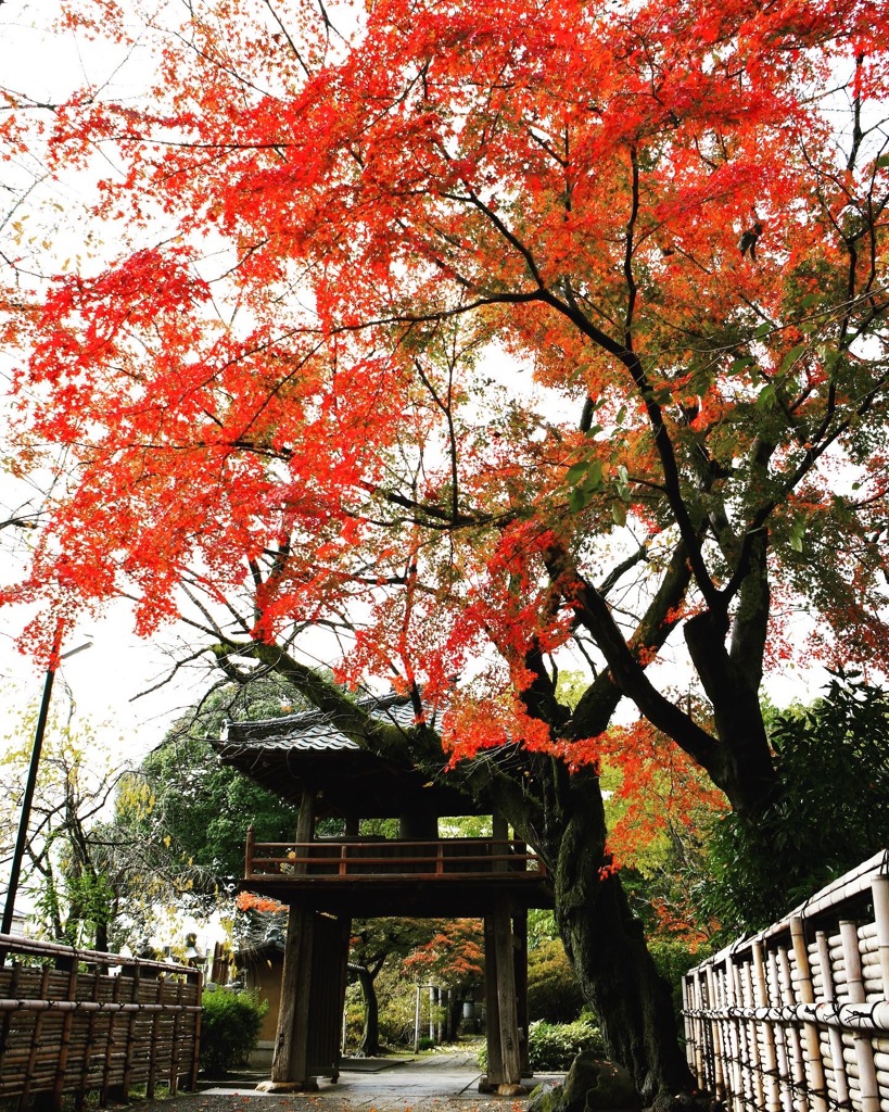 中院 ( ◠‿◠ )