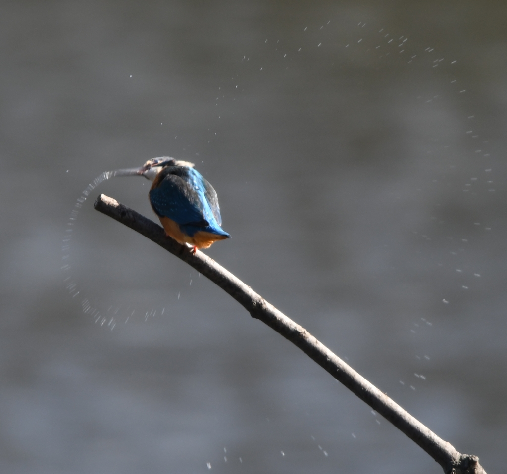 水の舞い (''◇'')ゞ。