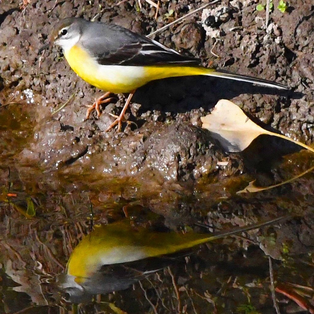 キセキレイ !(^^)!