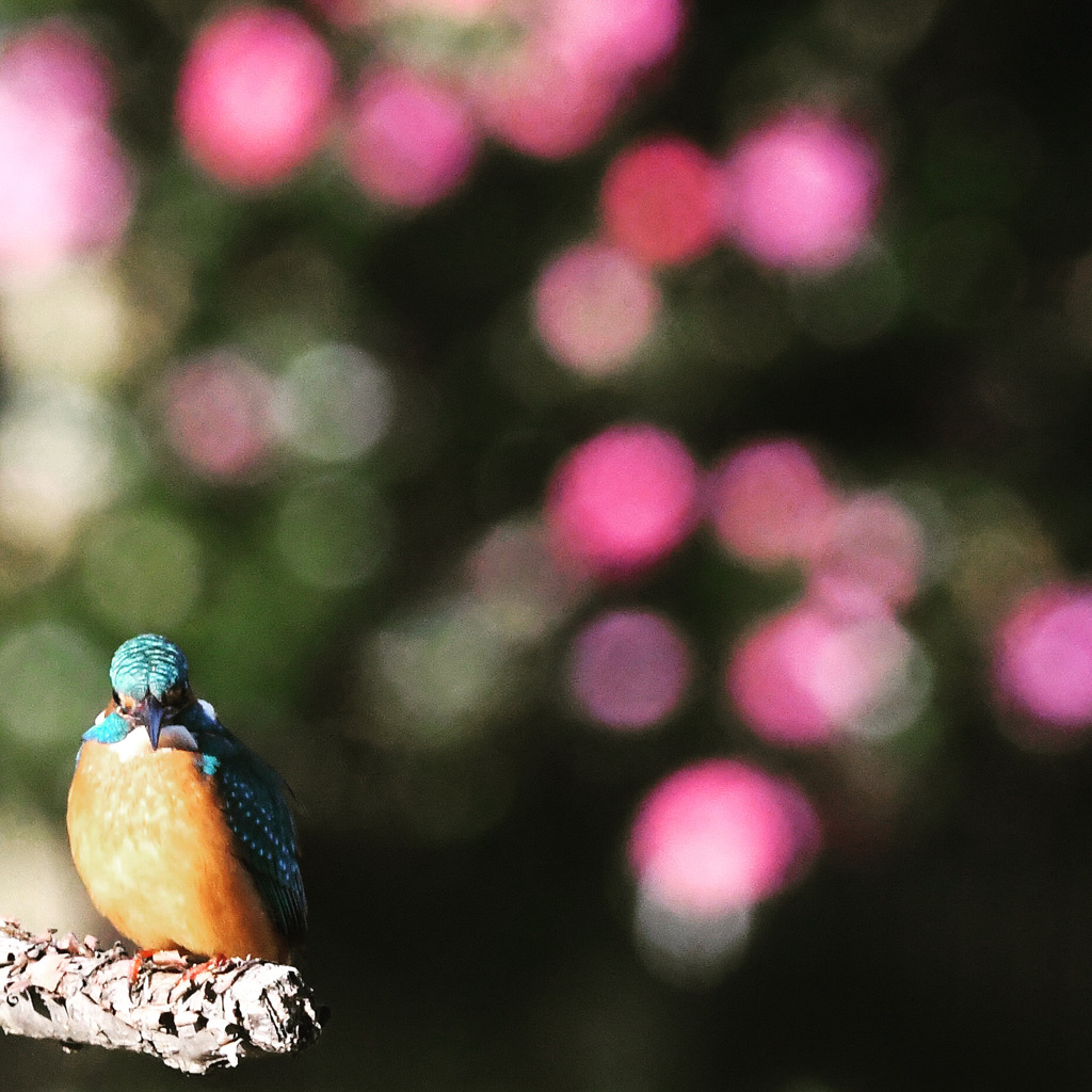 カワセミ (''◇'')ゞ