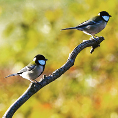 シジュウカラーズ !(^^)!