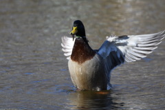 ところで、何咥えてんの？