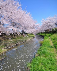 桜 ☆(^^)☆