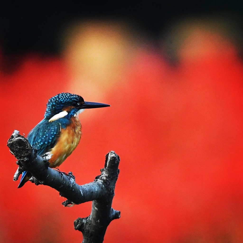 カワセミ (^^♪。