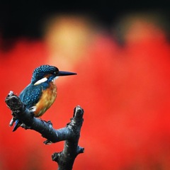 カワセミ (^^♪。