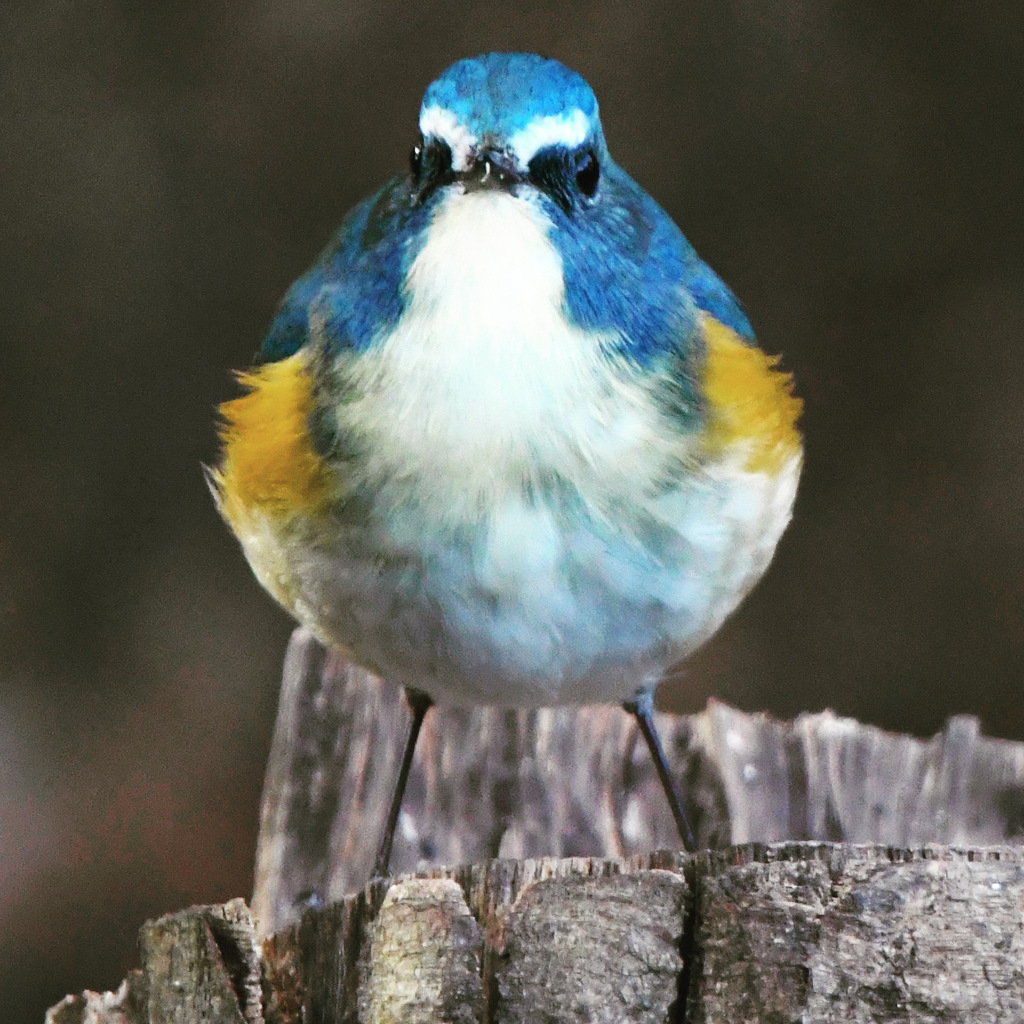 ルリビタキ (=^・^=)