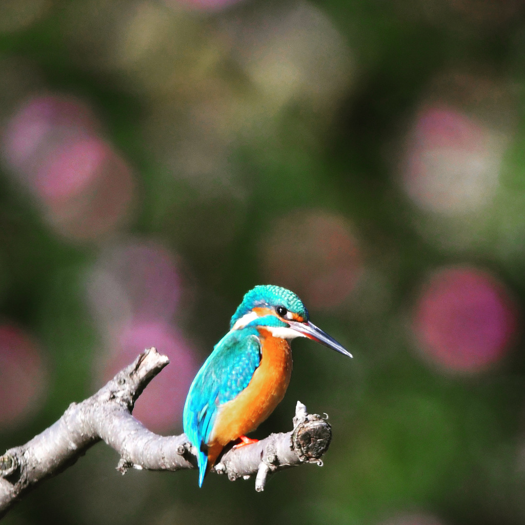 カワセミ (^^)/~~~