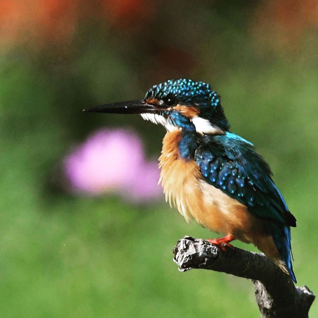 カワセミ (^^♪。